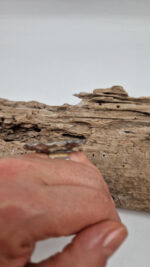 Amonitas - obrazek 12