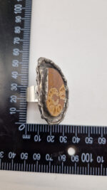 Amonitas - obrazek 14