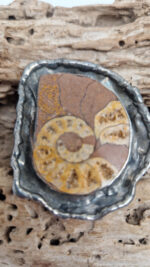 Amonitas - obrazek 4