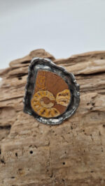 Amonitas - obrazek 7