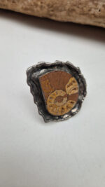 Amonitas - obrazek 10