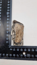 Skamieniały Leo Grande - obrazek 11