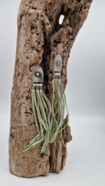 Zielone Kałamarnice - obrazek 6