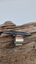 Ortoceras - obrazek 2