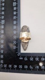 Ortoceras - obrazek 10