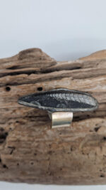 Ortoceras - obrazek 3