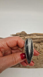 Ortoceras - obrazek 4