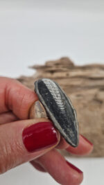 Ortoceras - obrazek 6