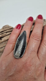 Ortoceras - obrazek 7