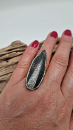 Ortoceras - obrazek 8